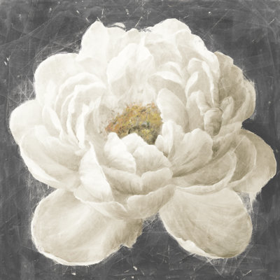 Vivid Floral I White Flower by Danhui Nai - Wrapped Canvas Painting