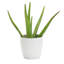 Live Aloe Vera Plant in Classic Pot-49662236