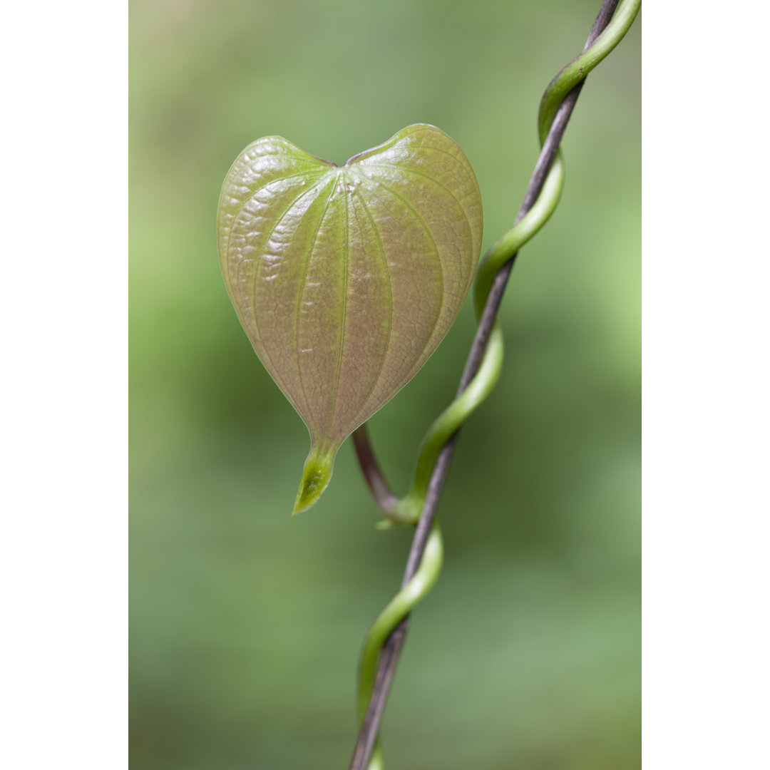 Heart Shaped Leaf von Enviromantic - Leinwand Kunstdrucke