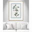 Shabby Elegance Botanical II by Kelly Donovan-72514456-72514449