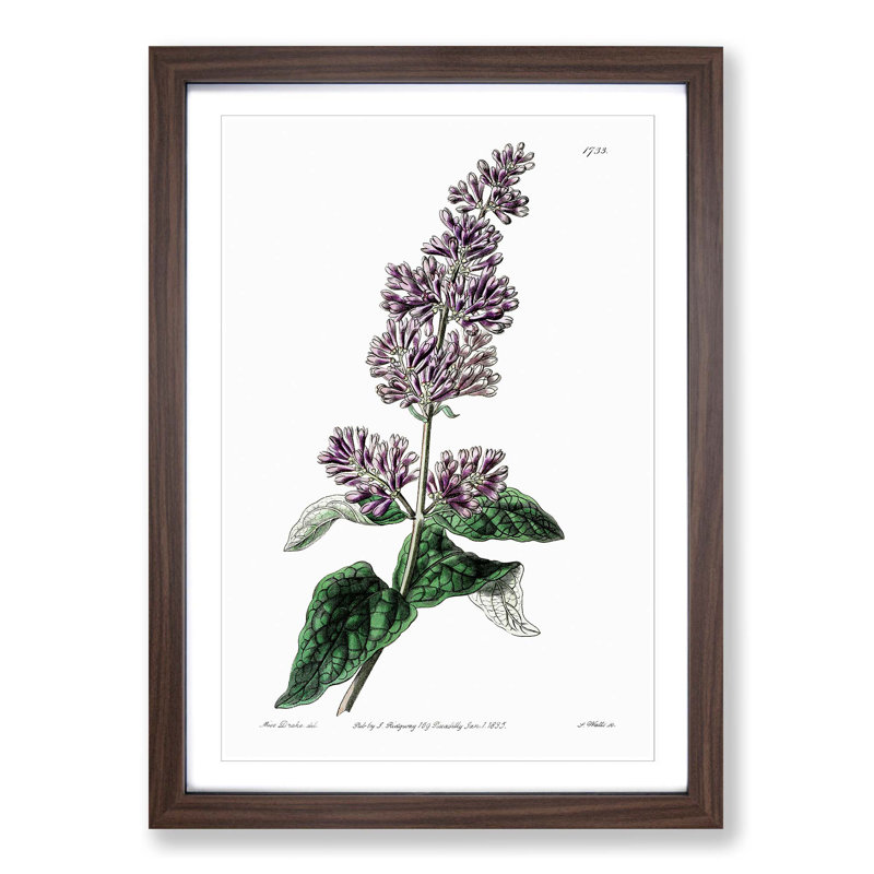 Hungarian Lilac Flowers - Picture Frame Graphic Art Print, 48cm H x 36cm W x 2cm D, Walnut Framed