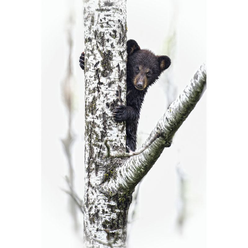 Bears At Play V by PHBurchett - Wrapped Canvas Print, 122cm H x 81cm W
