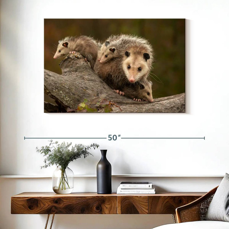 Famille Opossum, H 26 po x l 39 po