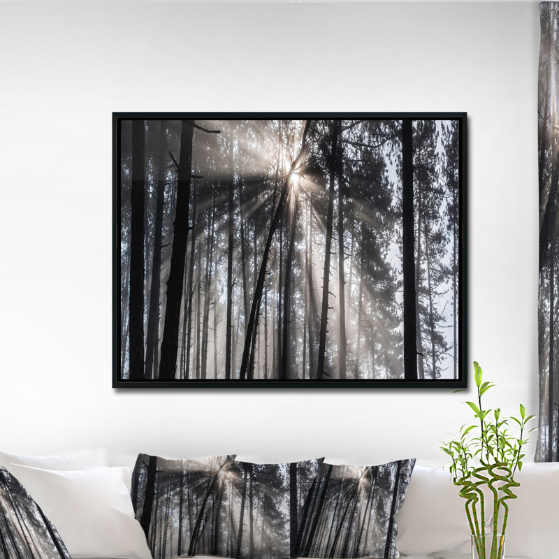 «Sunbeam Through Black White Forest», photographie, H 12 po x l 20 po x P 1 po, Toile avec cadre flottant