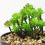 35.56cm Faux Plant in Pot
