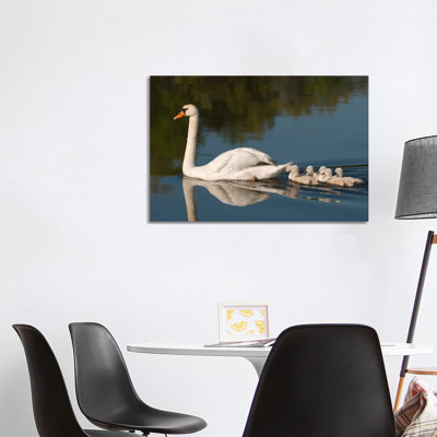 Mute Swan With Cygnets, Kensington Metropark, Milford, Michigan by Steve Gettle - Wrapped Canvas Print