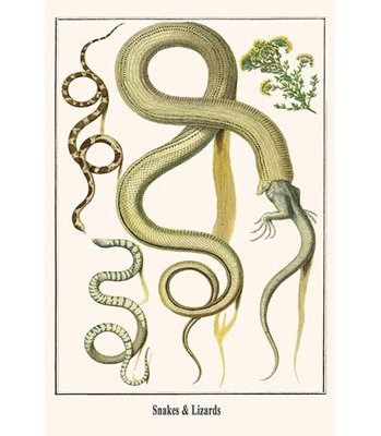 «Snakes and Lizards» par Albertus Seba, impression