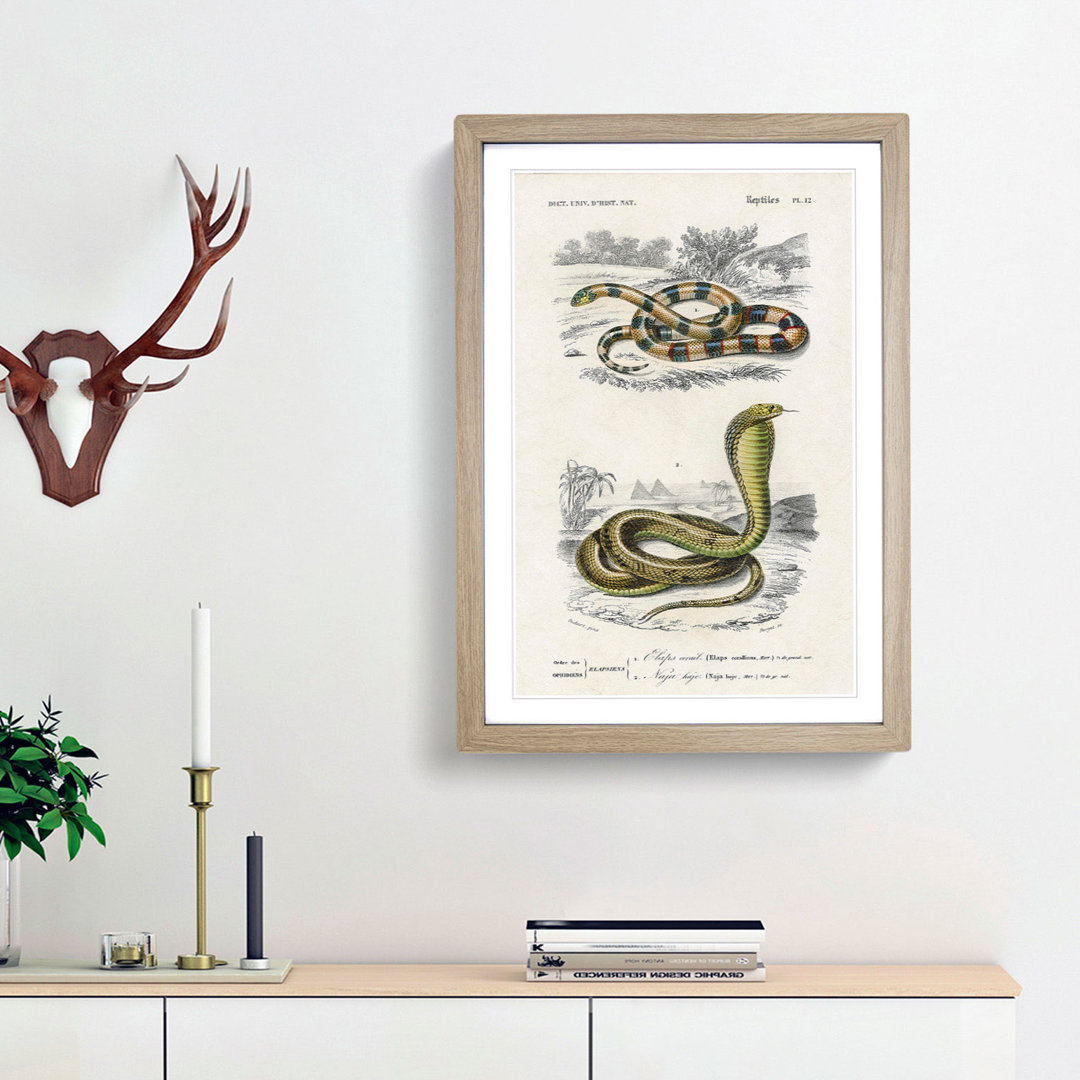 Coral Snake & Cobra Illustrations by Charles D' Orbigny - Picture Frame Painting Print