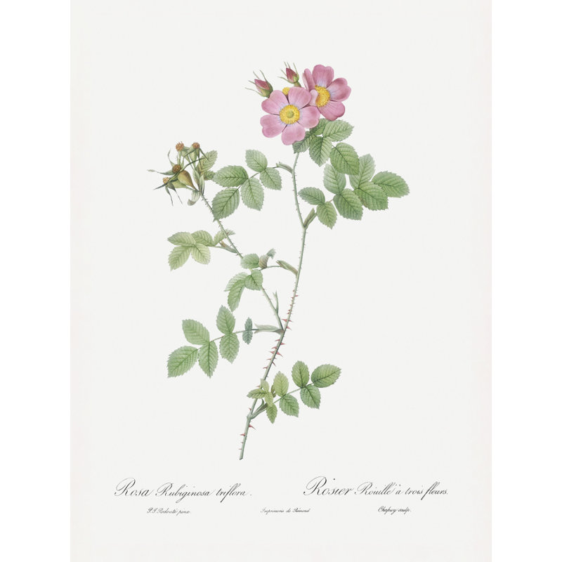 Wrapped Canvas Print, 76.2cm H x 50.8 cm W