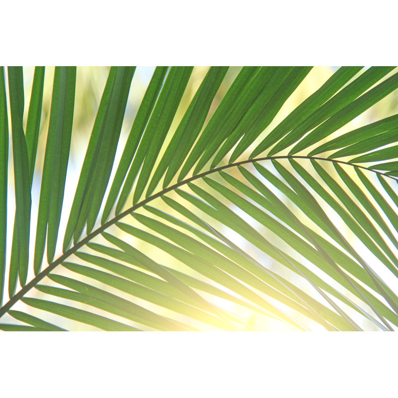 Beautiful Green Palm Leaf - Photographie sur toile tendue, H 24 po x l 36 po
