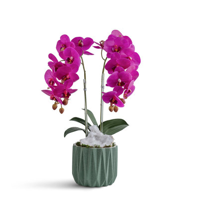 Double Orchid in Geometric Container