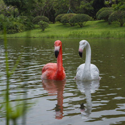 Flamant rouge flottant et blanc