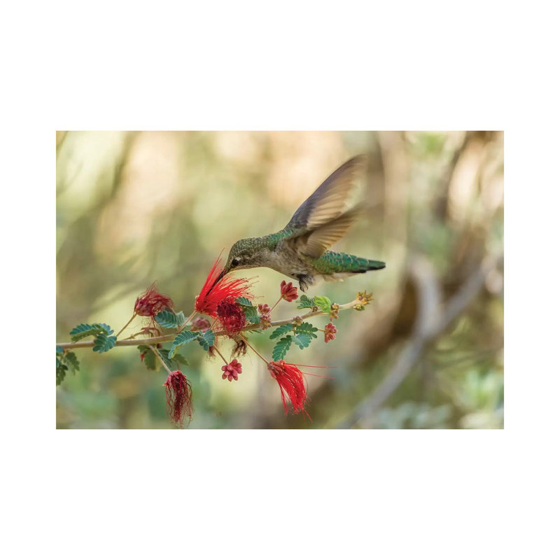 USA, Arizona, Desert Botanic Garden. Hummingbird Feeding On Bottlebrush Flower. by Jaynes Gallery - Wrapped Canvas Gallery-Wrapped Canvas Giclée