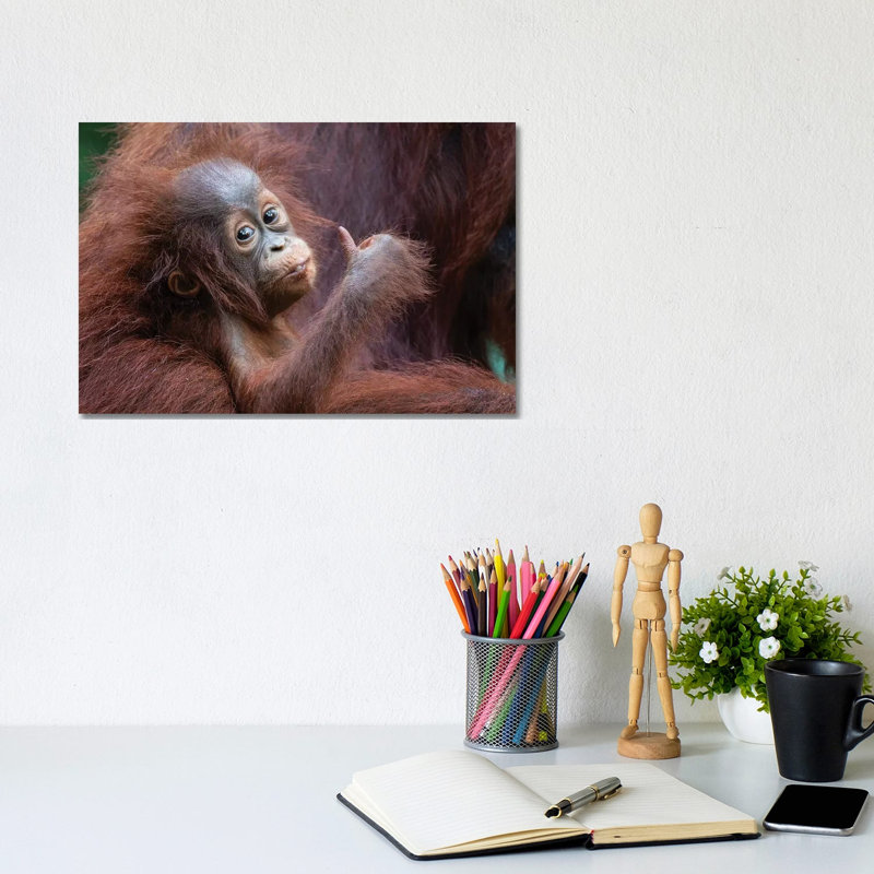 Orangutan Baby Thumbs Up by Mogens Trolle - Wrapped Canvas Print, 20.32 cm H x 30.48 cm W
