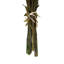 Plumosum Arrangement-94734888