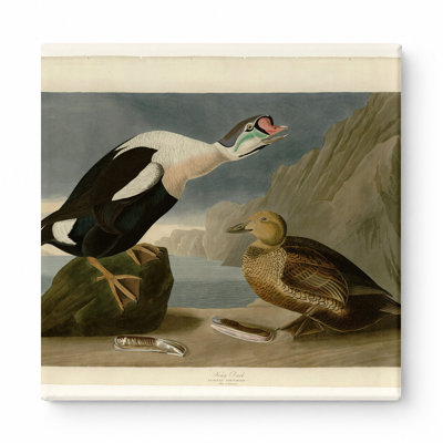 «King Duck», plaque CCL XXVI (1836) - art mural carré sur toile