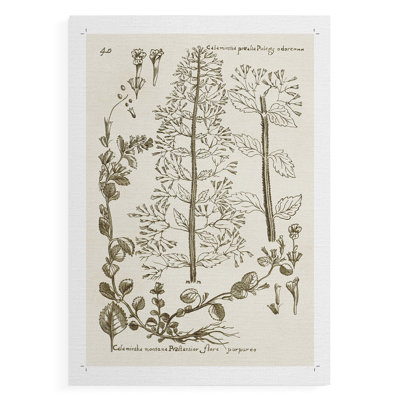 Sépia Botanical Journal V - Impression sur toile seulement - NON-CADRE