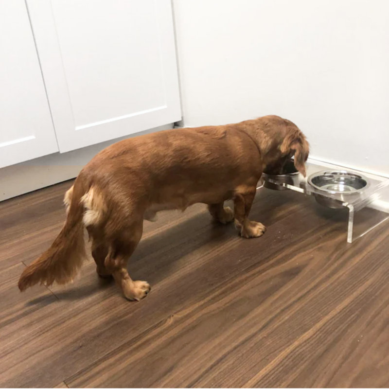 Clear Elevated Feeder with Silver Bowls, 3.5 cups