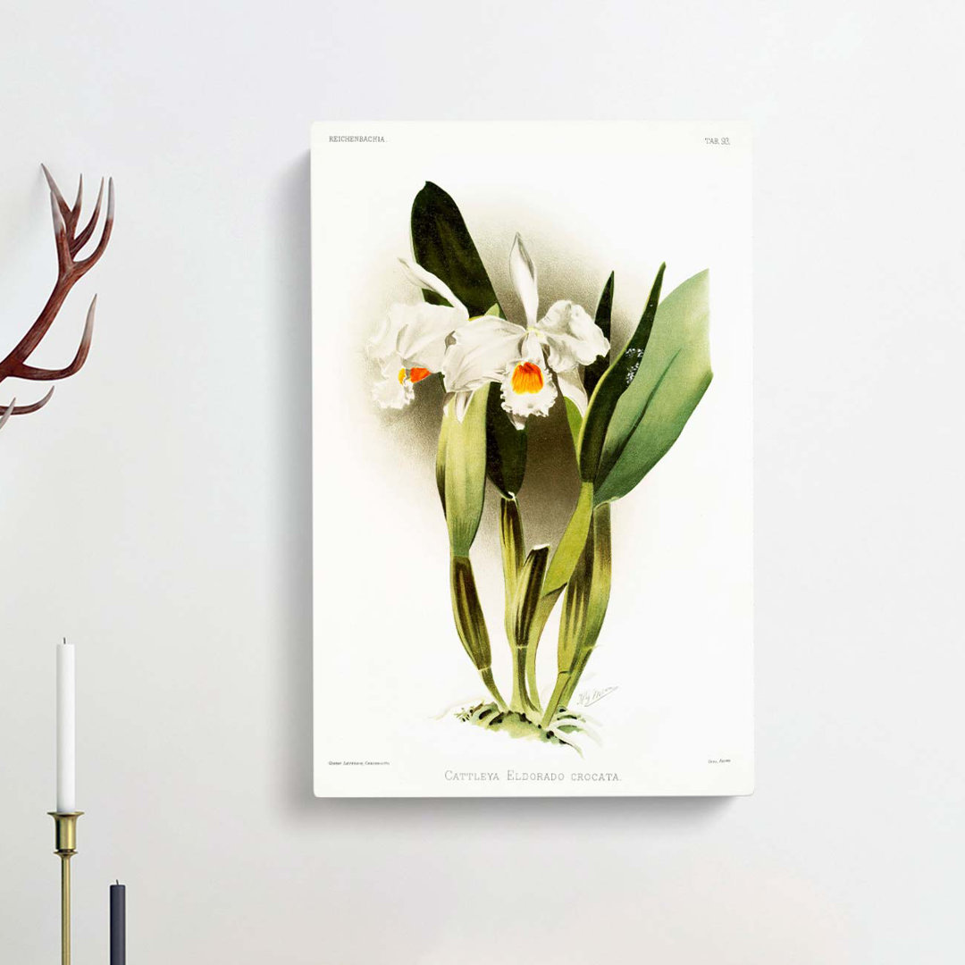 Magnolia Flowers Illustration Tab.93 by Frederick Sander - Wrapped Canvas