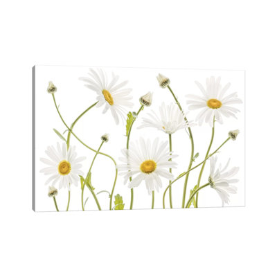" Ox Eye Daisies " Painting