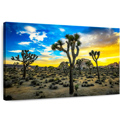 Nicci Joshua Tree Park Desert Vegetation
