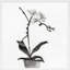 Orchid Study 1 Print by Simon Schneiderman-102004071-102004075