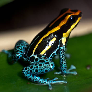  Global Gallery Blue Poison Dart Frog, Very Tiny