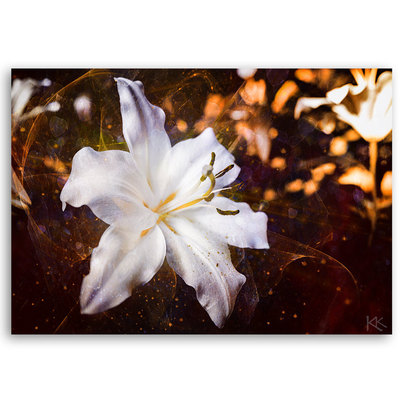 White Lily On A Brown Background - Wrapped Canvas Print, 80cm H x 120cm W