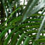 Plante-1929067214