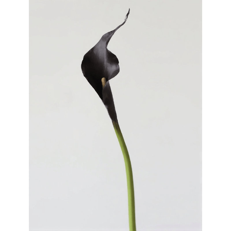 Tige de lis Moody Calla - 21,7 po, Midnight Plum, [A] 1 Stem