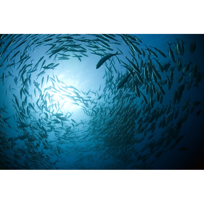 «Fish Swarm» par Dejan750 - Impression sur toile tendue, L 12 po x H 8 po