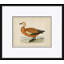 Duck Series: Ruddy Shieldrake Giclee Print by Paul Cezanne