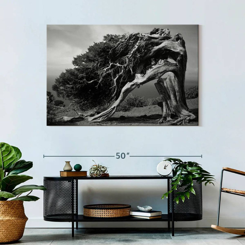 Harnek Junipers of El Hierro, H 32 po x l 48 po