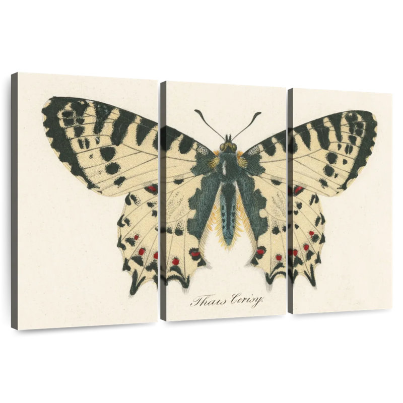 Brampt Natures Butterfly I, 20" H x 33" W