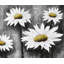 «Daisies at Sun» - reproduction mat rustique encadrée pour la décoration intérieure-1704557219