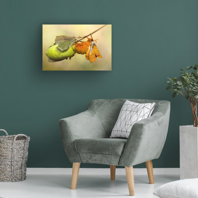 Bolog Jimmy Hoffman Almost Free Canvas Art