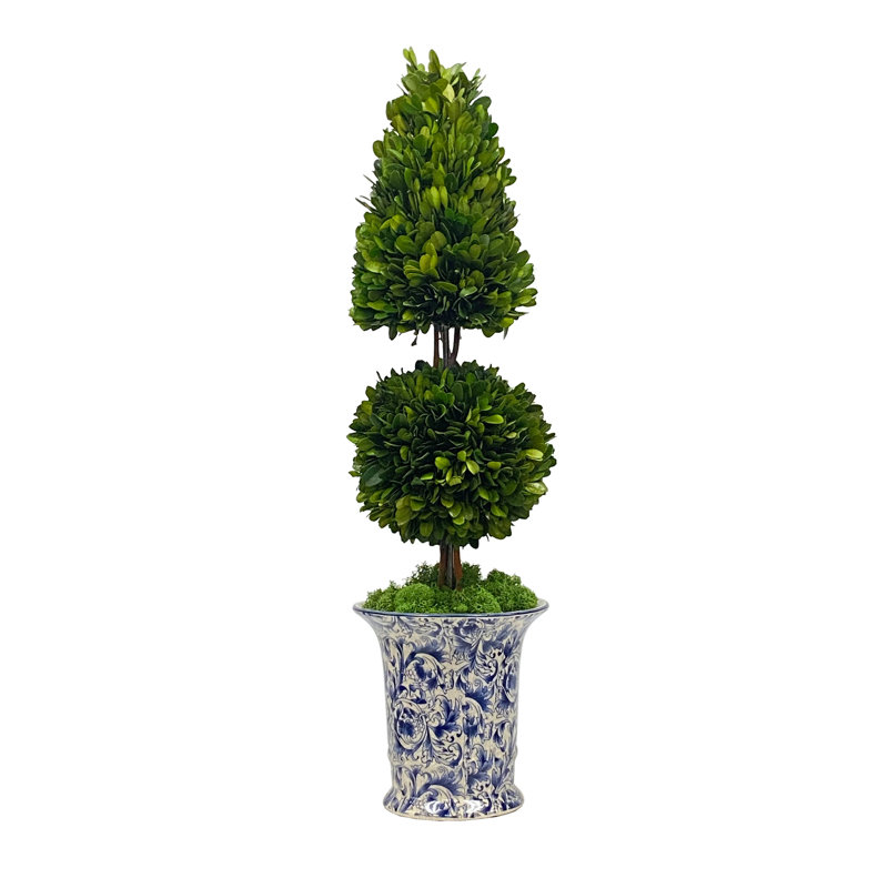 Boxwood Topiary in Porcelain Vase