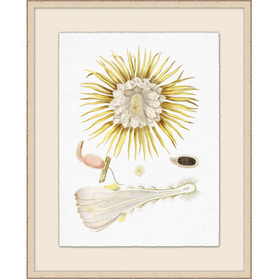 Flowering Pods Illustration Print by Lillian August