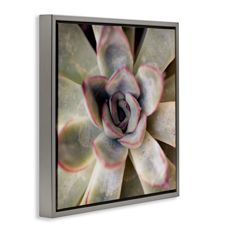 "Succulent Petals", art mural encadré sur toile flottante par Susan Bryant, Cadre flottant gris lustré, H 18 po x l 18 po
