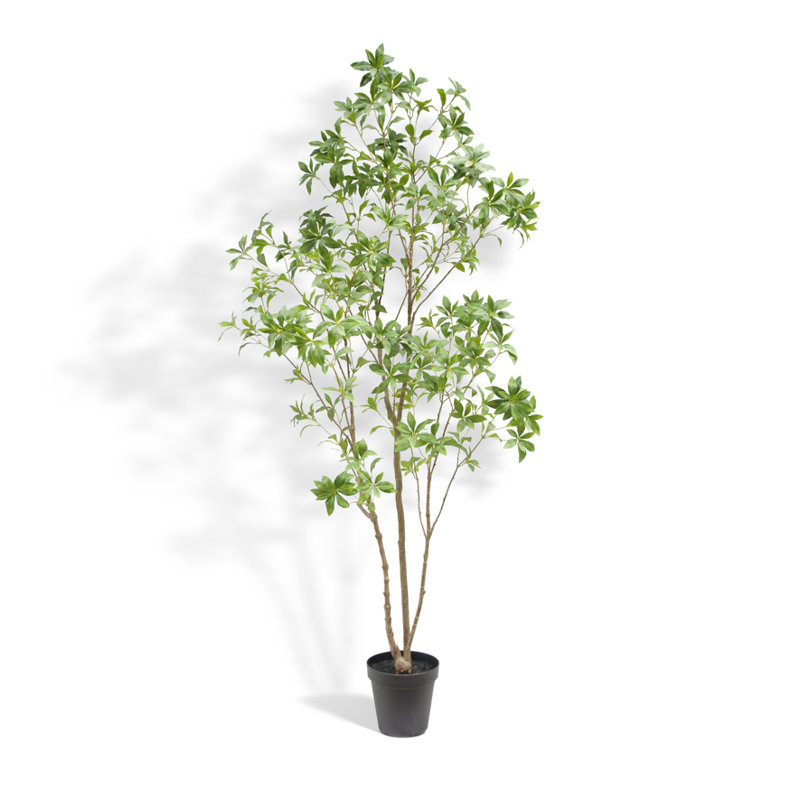 TREE LAUREL GROWER 7FT