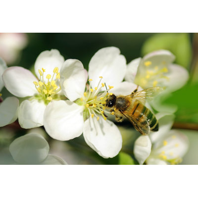 Bee On Apple Flowers by Jamesvancouver - Wrapped Canvas Print