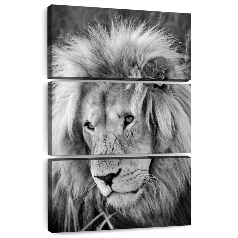 Lion Brampt mâle I