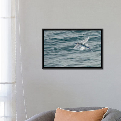 " A Flying Fish Skims Over The Surface At Guadalupe Island, Mexico " by Brent Barnes