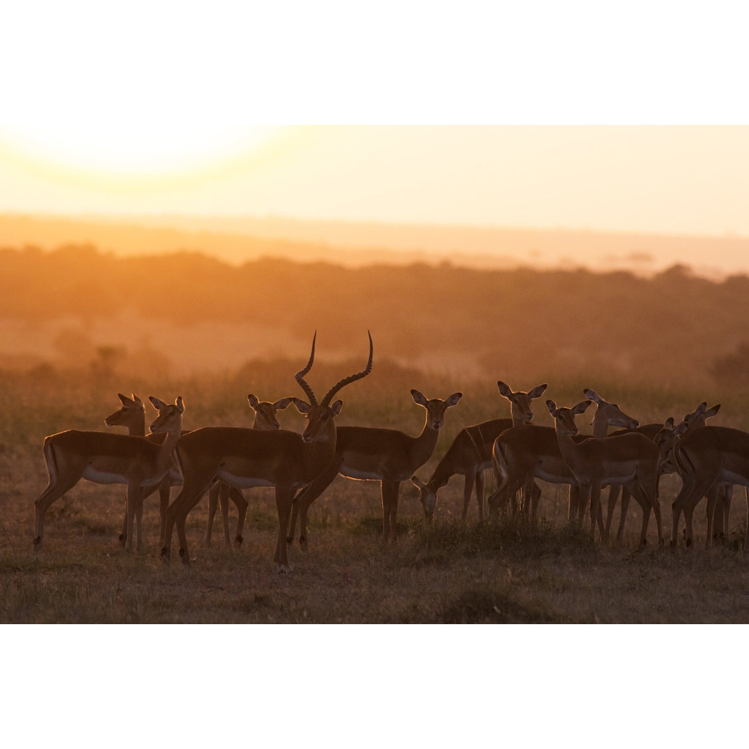 Impala in der Morgendämmerung