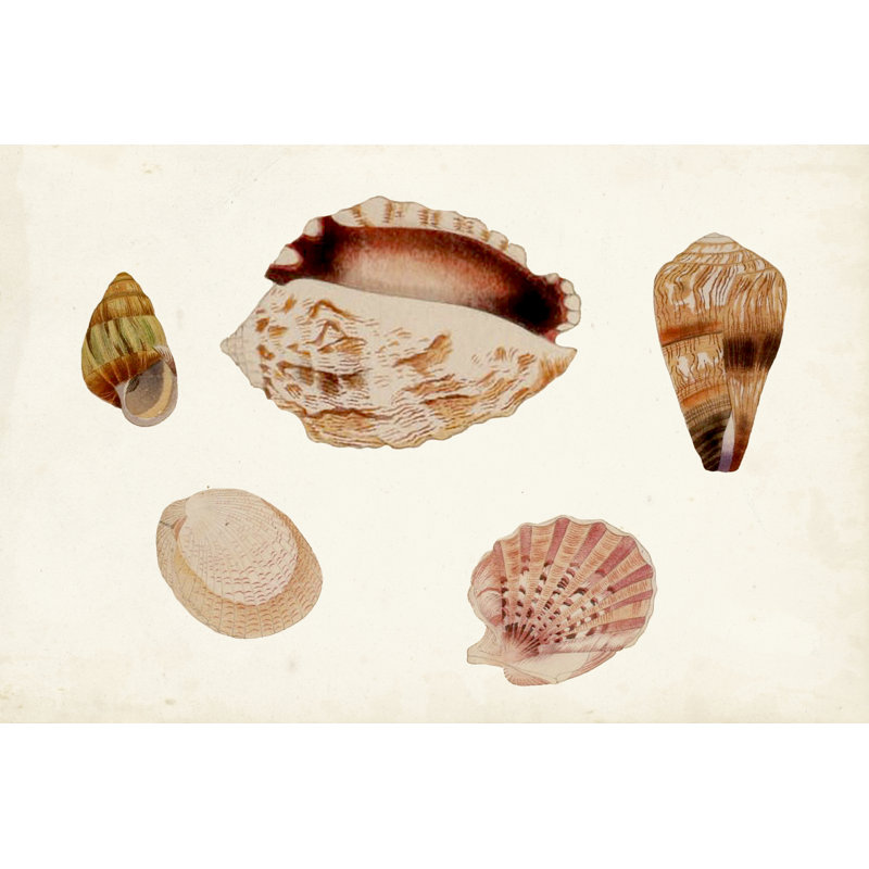 Antique Shell Anthology VI by Vision Studio - Print on Canvas, Wrapped Canvas, 30cm H x 46cm W