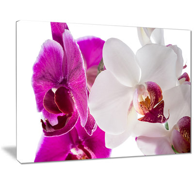 Blooming Orchid Flowers - Impression sur toile tendue