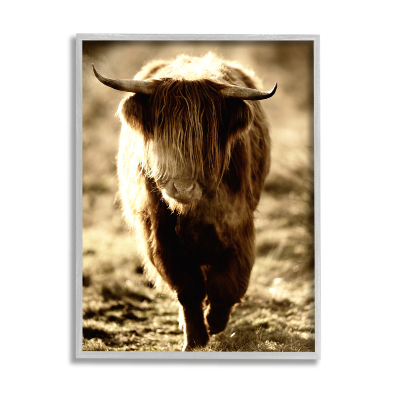 Sunlit Highland, Longhorn, H 14 po x l 11 po x P 1,5 po, Estampe numérique Farmhouse