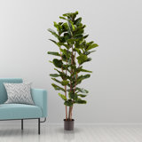 Artificial Fiddle Leaf Fig Tree - 6FT Fake Plant with Pot and Natural Feel Leaves for Home or Office Decor - Artificial Plants Indoor