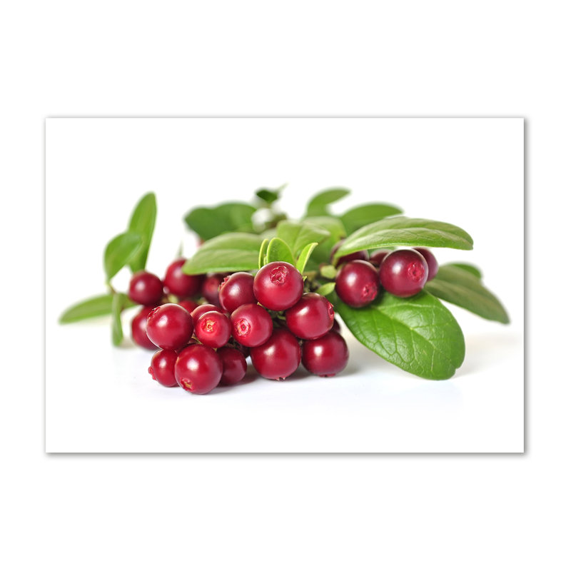 Cowberry - Wrapped Canvas Print