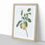 Plums Upon the Tree by Giorgio Gallesio - Picture Frame Painting Print-55601606-55601608